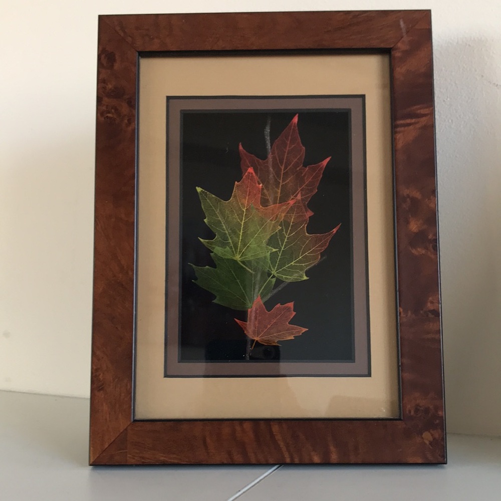 Booker Morey Leaf Lines Maple, Signed Shadow Box